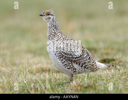 Sharp tailed Grouse visualizzando in un lek a Arrowwood National Wildlife Refuge Pingree North Dakota Foto Stock
