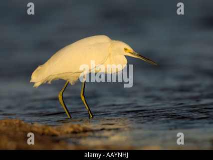 Airone nevoso piumaggio giovanile di foraggi in acque poco profonde a Fort DeSoto Park, Tierra Verde, Florida Foto Stock