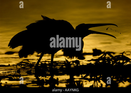 Cicogna legno silhouette rovistando su Paynes Prairie membro preservare, Florida Foto Stock