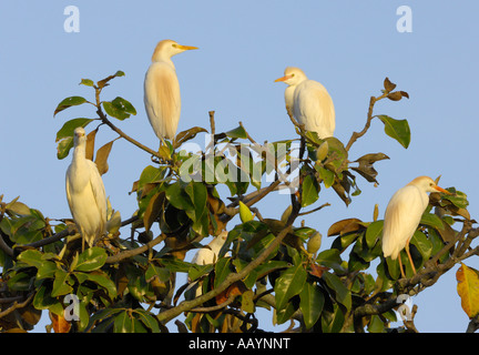 Airone guardabuoi Colonia Sant Agostino Alligator Agriturismo Sant'Agostino Florida Foto Stock