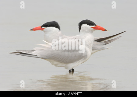 Caspian Sterne piumaggio di allevamento sulla spiaggia di Fort DeSoto Park, Tierra Verde, Florida Foto Stock