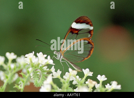 L'ala di vetro Butterfly, Greta oto, Nymphalidae Foto Stock