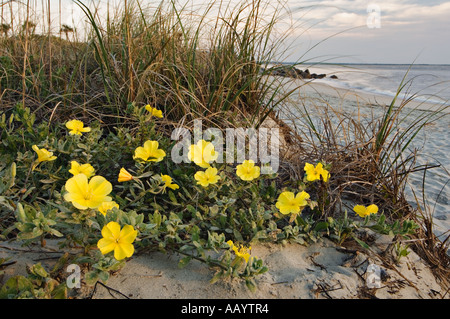 Spiaggia di Enotera follia sulla spiaggia nei pressi di Charleston, Carolina del Sud Foto Stock