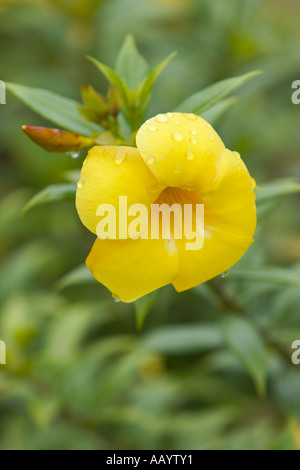 L'Allamanda Cathartica fioritura sull'isola di Langkawi in Malesia. Foto Stock