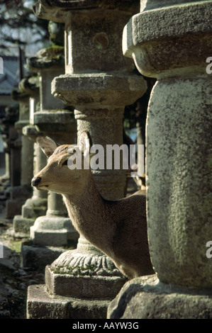 Un cervo sika (Cervus nippon) tra lanterne di pietra chiamato ishidourou in Nara, Giappone Foto Stock