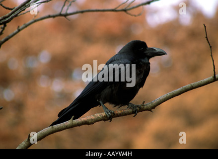 Jungle Crow (Corvus macrorhynchos) nel fogliame di autunno in un parco a Tokyo, Giappone Foto Stock