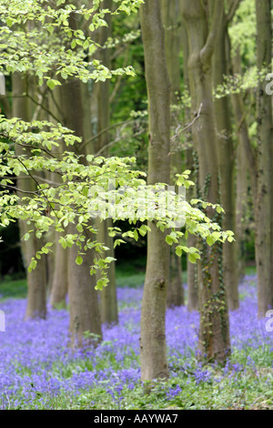 Bluebell boschi in primavera Foto Stock