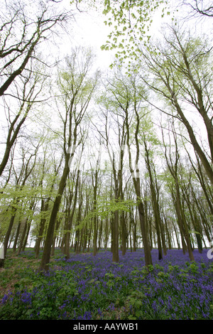 Bluebell boschi in primavera Foto Stock