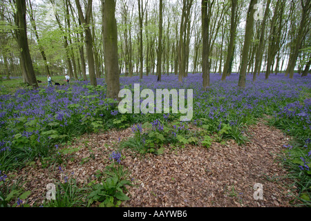 Bluebell boschi in primavera Foto Stock