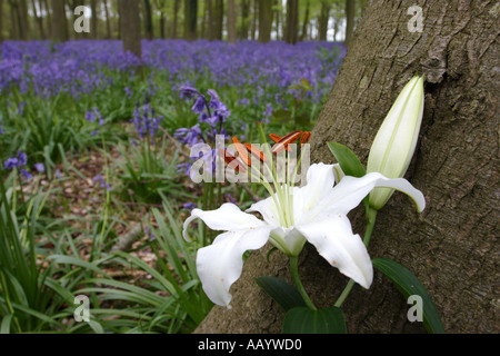 Giglio singolo che cresce in un bluebell wood Foto Stock