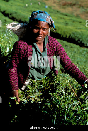 Oceano indiano, Sri Lanka, Foto Stock