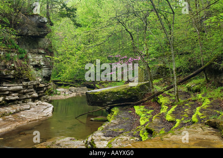 Nuova molla lascia Eastern Redbud fiorisce sul Creek nella foresta Raven Run vicino a Lexington Kentucky Foto Stock