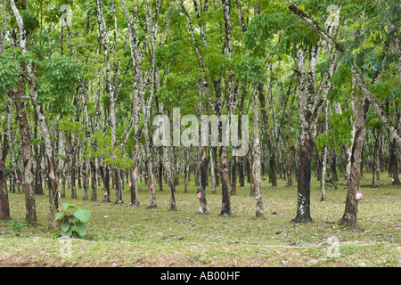 Alberi della gomma (Hevea Brasiliensis) maschiati per il lattice su una piantagione. L'isola di Langkawi, Malesia. Foto Stock