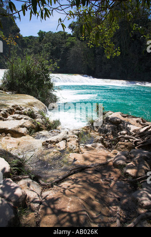 Cascada Agua Azul, Agua Azul cascata, Parque Nacional Agua Azul, nei pressi di Palenque, Chiapas, Messico Foto Stock