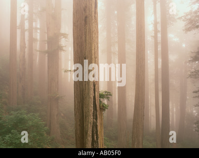 Una nebbia si blocca tra i Redwoods Costiere Sequoia sempervirens in del Norte stato Redwoods Park California Foto Stock