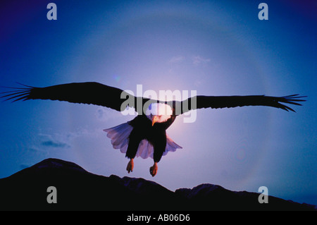 Aquila calva in volo alone attorno al sole dal velo sottile di cirrostratus Kenai Peninsula AK Foto Stock