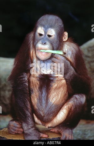 Giovane orang-utan allo zoo di Singapore Foto Stock