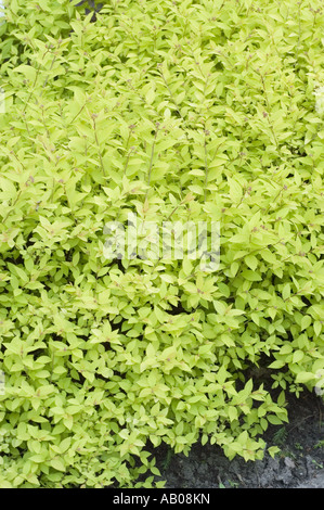 Verde giovane molla gialla foglie di olmaria giapponese - Spiraea Japonica var Golden Princess, Giappone Foto Stock