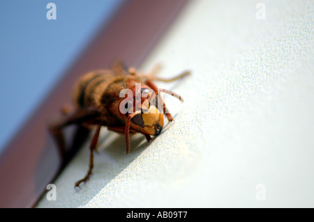 Chiuda l'Hornet Foto Stock