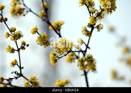 Corniola ciliegie Cornus mas anche chiamato Corneliancherry Sanguinello Foto Stock