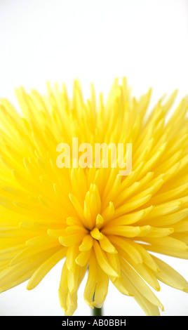 Un singolo giallo Cactus Chrysanthemum fiore testa in fiore su un fondo bianco pianura Foto Stock
