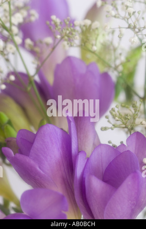 Lilac freesia con bianco respiro del bambino (Gypsophila) fiori Foto Stock