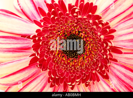 Primo piano di un singolo fiore rosa Gerbera (Gerbera jamesonii) in fiore in estate Foto Stock