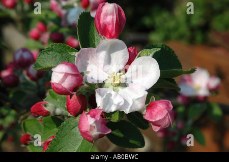 Apple Blossom nel pieno fiore. Foto Stock