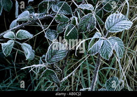 Brambles in frost Foto Stock