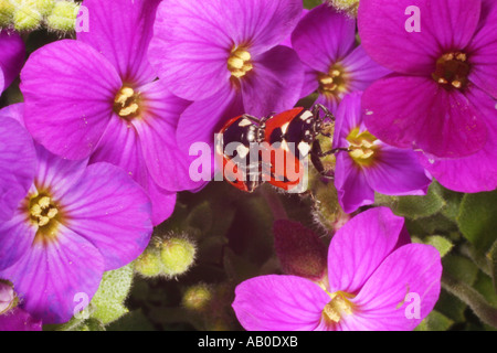 Sette punti di Coccinelle coniugata in primavera. Coccinellidae. Coccinella 7-punctata. Foto Stock