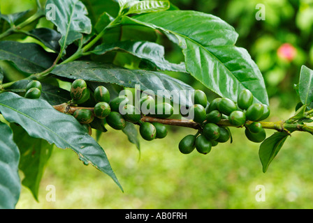 I chicchi di caffè bacche su un ramo, Ecuador Foto Stock