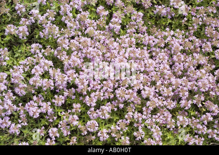 Denso tappeto di fiori primaverili viola di Thyme - Thymus kosteleckianus in piena fioritura, con piccoli petali e foglie verdi. Foto Stock