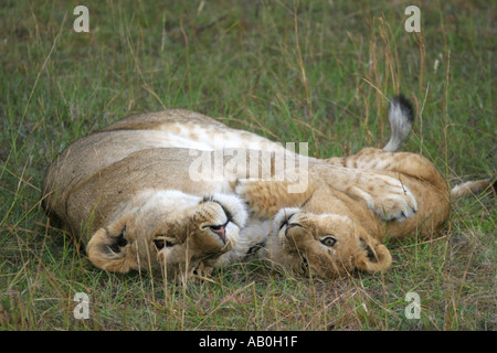 Leonessa e cub giocando nel Masai Mara Kenya Foto Stock