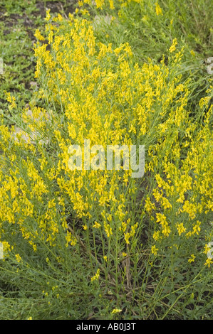 Sacco di giallo fiori di primavera di Dyer's greenweed - Genista tinctoria Foto Stock