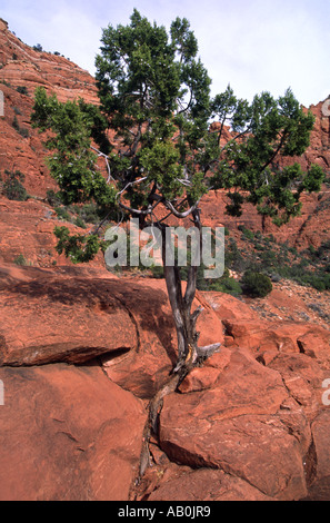 Struttura ritorta in Red Rocks di Sedona in Arizona USA Foto Stock