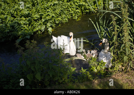 Coppia di Cigni e cinque Cygnets in un gruppo da una riva di un fiume Foto Stock