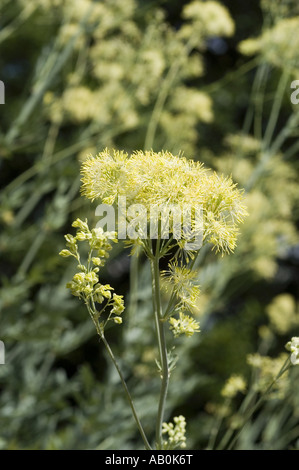 Giallo crema fiori di prato giallo rue - Ranunculaceae - Thalictrum flavum ssp. glaucum Foto Stock