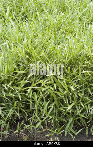 Crescita densa di piante di bambù nane variegate con foglie a righe verdi e bianche in un ambiente da giardino. Foto Stock