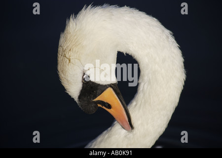 Swan preening collo su sfondo nero Foto Stock