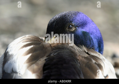 Mallard duck,Attenborough riserva naturale,Nottinghamshire,l'Inghilterra,UK. Foto Stock