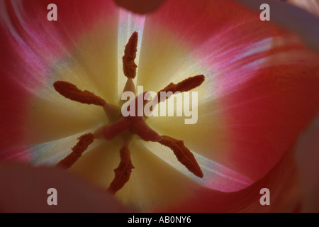 Pink Tulip vicino fino all'interno con le braccia e le gambe. Foto Stock