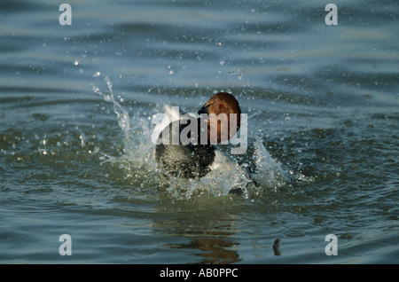 Lavaggio Pochard Aythya ferina Ouse lavaggi NORFOLK REGNO UNITO Foto Stock