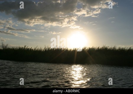 Canneti lungo le rive del fiume Shire Africa Malawi Foto Stock