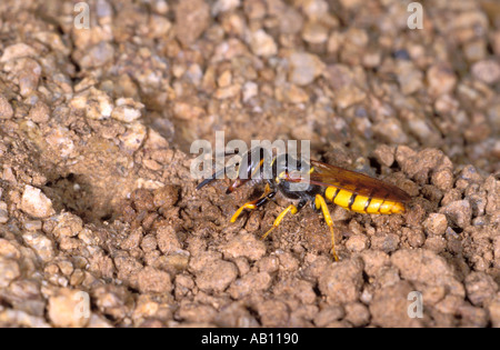 Bee-killer Wasp, Philanthus triangulum. Lo spostamento di ghiaia e sabbia dal suo nido Foto Stock
