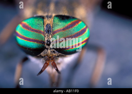 Horse-fly, Haematopota sp. Occhi di close-up Foto Stock