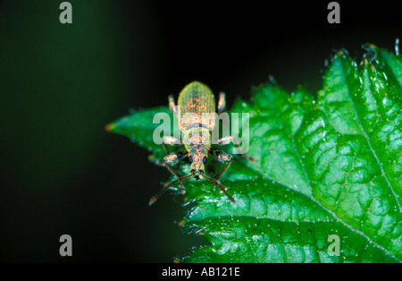 Ortica Weevil Phyllobius pomaceus. Sulla foglia Foto Stock