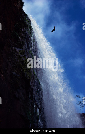 Eagle Sorvolano Iguazu Falls Misiones Argentina America del Sud Foto Stock