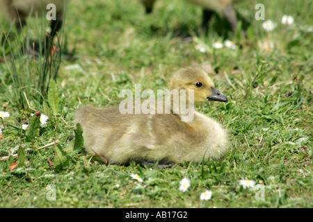 Un singolo giovane Canada Goose gosling (Branta canadensis) seduto sul prato circondato da margherite Foto Stock