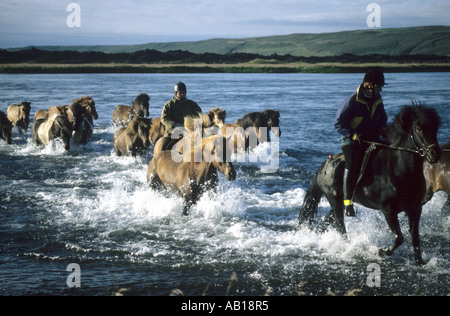 Islandese di cavalli e cavalieri attraversare il fiume Laxa nell'angolo nord-est dell'Islanda Foto Stock
