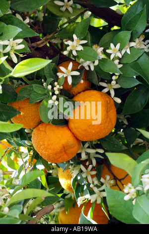 Arance pronto a raccogliere e sbocciano i fiori di arancio. Il sud della Spagna Europa UE Foto Stock